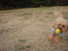 волоснцяд  Яоом