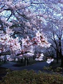 sakura-1