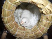 うちの殿