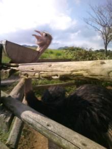 動物2