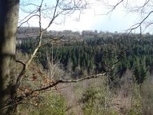 forest