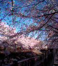 きれいな桜