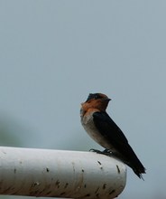 Grey-treeswift