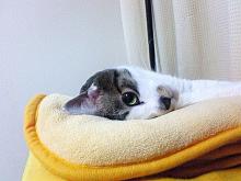で。
