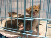 いやし