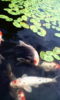 20080721160200.jpg
