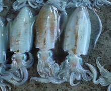 20080420112653.jpg