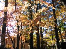 紅葉の頃