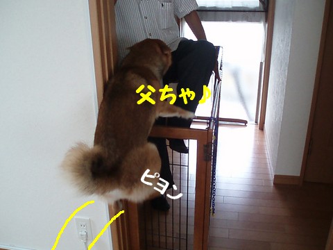 父ちゃ