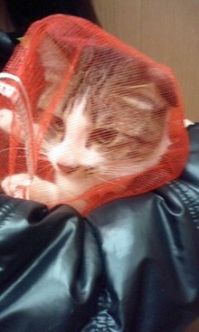 夢の3にゃんず生活-081227_0918~0001.jpg