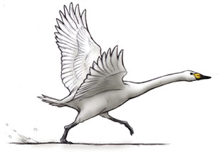 離陸する白鳥