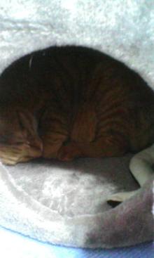 小さな猛獣と仲良く暮らす方法