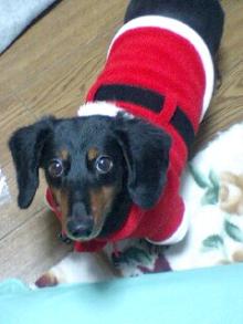 サンタ犬