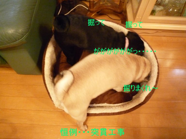 ガヴリエール・きなこ＆よもぎ♪まったりパグLIFE♪