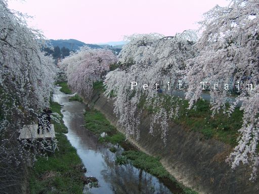 sakura3