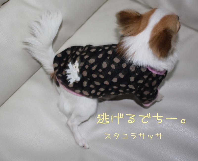 チワワ　ルイ型(・∀・。)タラちゃんもいるよ。
