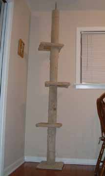 mus's tree