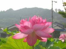 はす