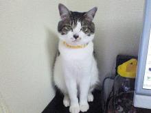 7ヶ月目に突入ですにゃ