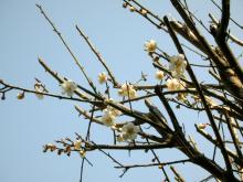 ume