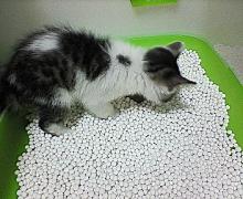 くがくがっ
