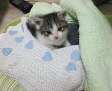 風邪っぴきなので元気なす。