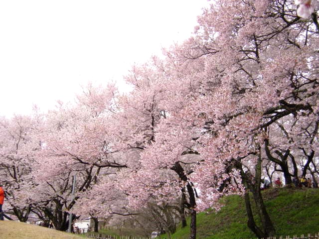高遠の春(長野県伊那市高遠町)