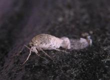 フユシャク♀