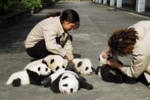 panda