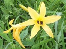 basuthua0707j18y