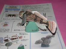 カジカ