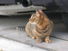 トラ