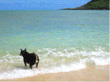 WeBeesHawaii Dakineブログ