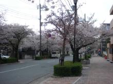桜並木