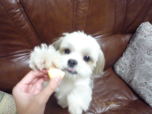 ふうちゃんの毎日 ☆マル&シーズーのMIX犬☆
