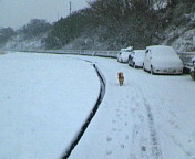 雪