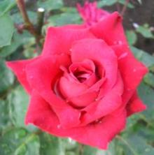 君に薔薇薔薇