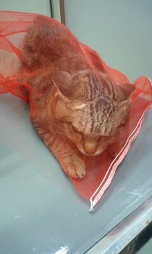 夢の3にゃんず生活-081227_0917~0001.jpg