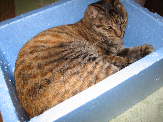 洗猫in湯船