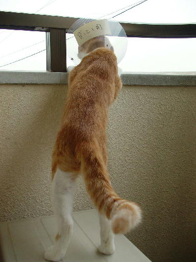 まめちゃん