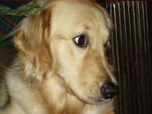 dog02