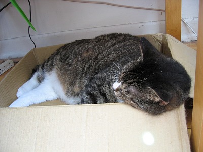 モントリオール発!!カフェオレ日記-cat