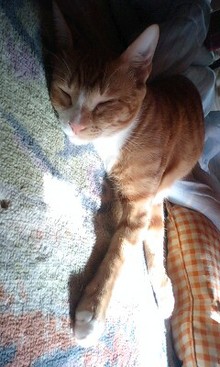 夢の3にゃんず生活-081226_1316~0001.jpg