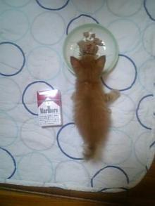 nekomesi
