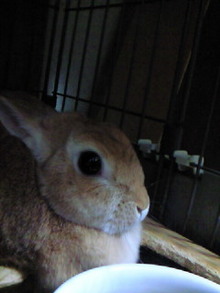 シャルルの猫日記-200812291731000.jpg