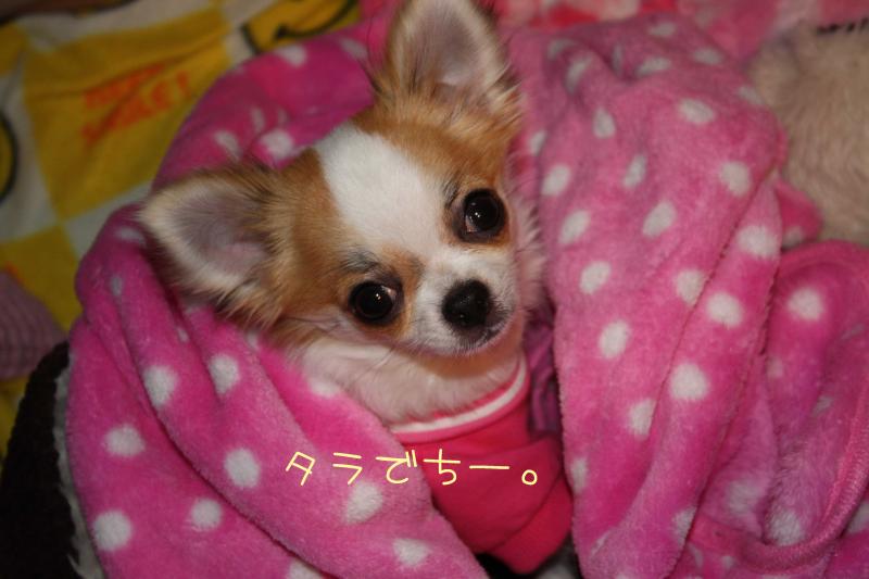 チワワ　ルイ型(・∀・。)タラちゃんもいるよ。
