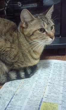 夢の3にゃんず生活-081227_0227~0001.jpg