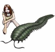 アースロプレウラ