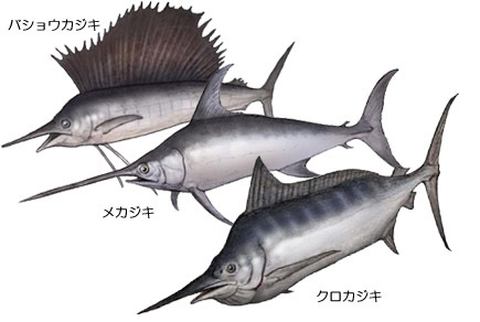 カジキ数種