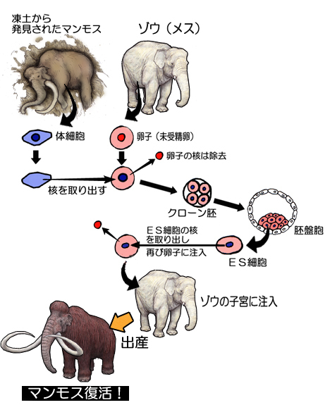 マンモス復活のプロセス